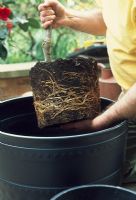 Planting fruit trees - Start by carefully removing the tree from its nursery pot and placing it in the centre of a large container. Firm the rootball on to a layer of compost in the base