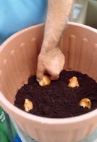 Planting bulbs - Cover the bottom of the container with a layer of compost and position the first layer of bulbs carefully into the soil. Start with the largest bulb first