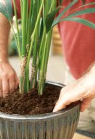 Step by Step. Re-potting a large Kentia palm. Stage 3. Add the compost in stages, firming gently. Water it well to settle the compost, remove pockets of air and ensure the roots are in contact with the soil.