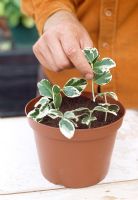 Taking softwood cuttings - Shake off the excess rooting powder and gently put the cutting into the compost