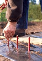 Taking hardwood cuttings - Press the hardwood cuttings into the holes and firm in