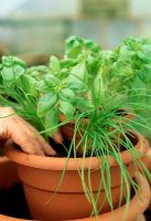 Making a herb container - Remove each plant from its pot and plant it firmly into its new container. Where possible, try to place herbs with similar growing speeds into the same tier, with the slowest growers highest up