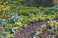 Galanthus 'Magnet' with Eranthis hyemalis, Polypodium cambricum 'Richard Kayse' and Hamamelis 'Arnold Promise' - Dial Park, Chaddesley Corbett, Worcestershire