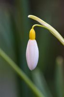 Galanthus 'Wendy's Gold'