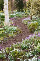 Woodland walk through Galanthus and Crocus tommasinianus with birch - Dial Park, Chaddesley Corbett, Worcestershire