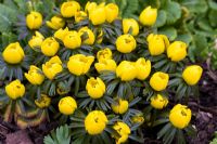 Eranthis hyemalis Tubergenii Group 'Guinea Gold' - Dial Park, Chaddesley Corbett, Worcestershire
