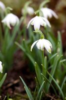 Galanthus 'Pusey Green Tips' - Dial Park, Chaddesley Corbett, Worcestershire 

