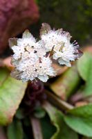 Chrysoplenium macrophyllum - Dial Park, Chaddesley Corbett, Worcestershire 
