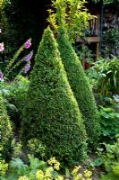 Box topiary