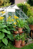 Metal greenhouse with container plants outside