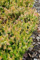 Erica carnea f. aureifolia 'Westwood Yellow' AGM - RHS Wisley