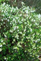 Erica x darleyensis f. albiflora 'White Perfection' AGM - RHS Wisley