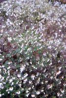 Erica x darleyensis f. albiflora 'White Glow' - RHS Wisley