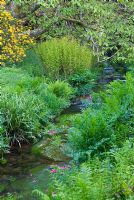 Osmunda regalis, other ferns and moisture loving plants line the Addicombe Brook that flows down from Dartmoor and through the garden - Lukesland, Harford, Ivybridge, Devon