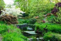 Prunus 'Shogetsu', Acers and the handkerchief tree, Davidia involucrata, beside the Addicombe Brook that runs down from Dartmoor and through the garden - Lukesland, Harford, Ivybridge, Devon