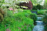 Prunus 'Shogetsu' beside the Addicombe Brook, surrounded by wildflowers including Primula pulverulenta, red campion, blue alkanet, ferns and bluebells - Lukesland, Harford, Ivybridge, Devon