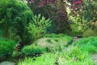The Addicombe Brook runs through the garden and below majestic Rhododendron 'Cornish Red' - Lukesland, Harford, Ivybridge, Devon