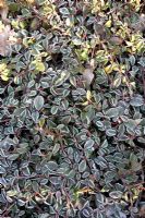 Cotoneaster dammeri 'Mooncreeper' with frost