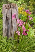 Bergenia 'Sunningdale'  - Elephants Ears. Clump forming perennial planted next to piece of driftwood in May. John Massey`s Garden Ashwood (NGS) West Midlands