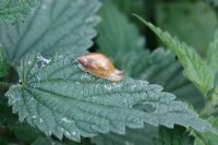 Lymnea palustris - Marsh Snail moving across Nettle leaf in damp area