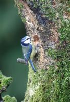 Blue tit  - Parus caeruleus, at nest hole in rotten beech tree