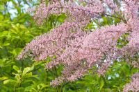 Tamarix ramosissima- Tamarisk

