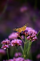 Painted Lady butterfly on Verbena bonariensis