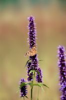 Painted Lady butterfly on Agastache 'Black Adder'