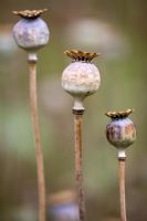 Seedheads of Papaver somniferum - Opium Poppy