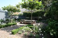 Urban meditation garden. Two Pyrus communis trees and Hydrangea 'Annabelle' near grey wall. White and purple Salvia in border. Rosa 'Schneewitchen' planted in low hedges of Buxus. Bamboo pergola with trained Platanus hispanica creates a roof over dining area.