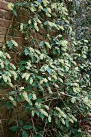 Ribes laurifolium, Rosemoor form