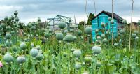 Poppies on allotment with colourful sheds behind