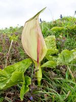 Arum maculatum - Cuckoo Pint 