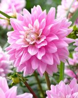 Dahlia 'Offshore Dream'