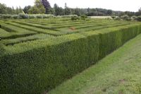 Huge maze of clipped Taxus - Yew, at Hatfield House.