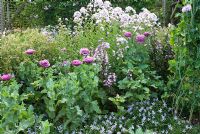 Pink and white summer border with Papaver somniferum, Campanula lactiflora 'Loddon Anna', Isotoma axillaris and Penstemon digitalis 'Mystica' - 'Wedgwood', NGS garden, Lancashire 