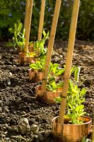 Lathyrus odoratus - Copper rings protecting young sweet peas from slug and snail damage