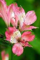 Alstroemeria 'Freedom' - Peruvian Lily