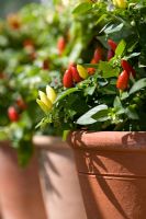 Capsicum - Chillies growing in terracotta pots