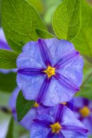 Solanum rantonnetii syn. Lycianthes rantonnetii -  Blue Potato Bush