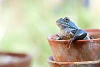 Rana Temporaria - Common garden frog appearing out of a flowerpot