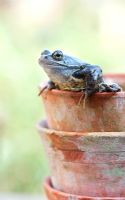 Rana Temporaria - Common garden frog appearing out of a flowerpot