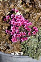 Saxifraga oppositifolia 'Theoden' growing in galvanised container