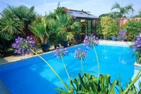 Mediterranean style garden around swimming pool, planting of Agapanthus orientalis, Washingtonia robusta and Campsis grandiflora