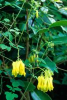 Dicentra scandens