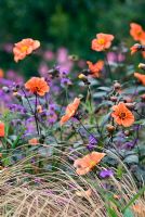 Dahlia 'Bishop of Oxford' with Carex comans and Verbena rigida in background