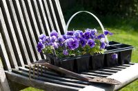 Planting Viola - Pansies. Pannells Ash Farm West, UK