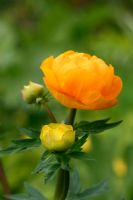 Trollius x cultorum 'Orange Princess' - Globeflower 