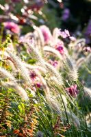 Pennisetum alopecuroides 'Cassian's choice' - Fountain Grass