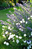 Oenothera 'Siskiyou' and Nepeta - Catmint